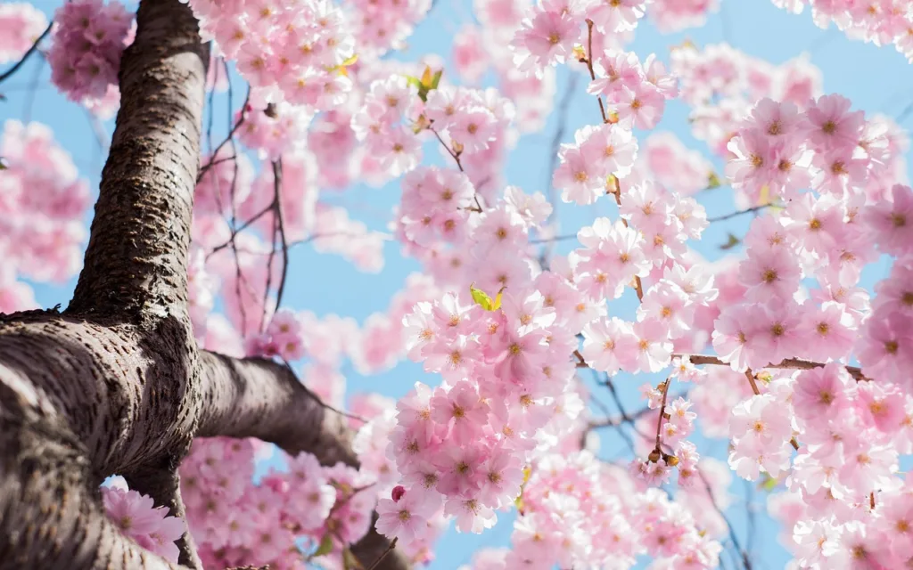 桜の木
