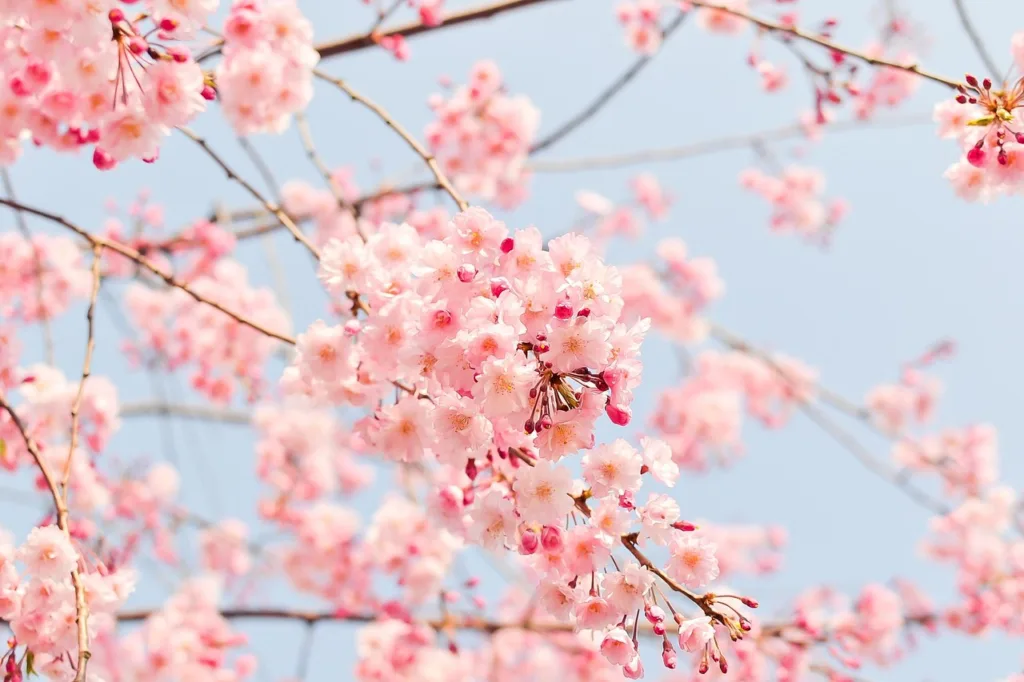 桜の木